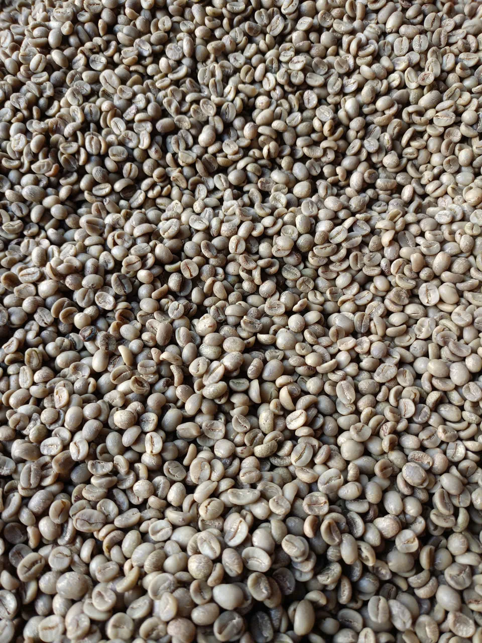 Cà phê nhân xanh Arabica Hướng Phùng