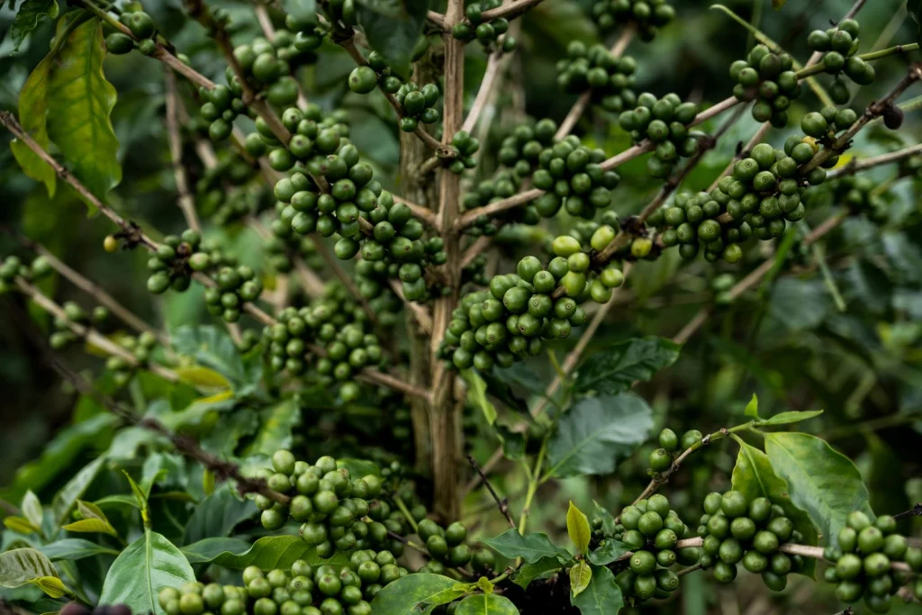 Cây cà phê Arabica trĩu quả tại Hướng Phùng