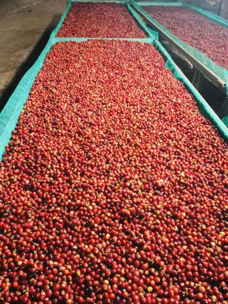 Quả cà phê chín phơi trên giàn lưới trong nhà màng