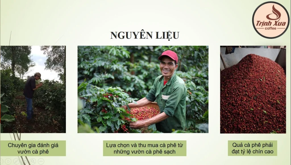 Tiêu chuẩn nguyên liệu Trịnh Xưa